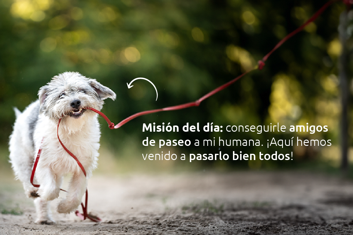 Pasear con tu perro