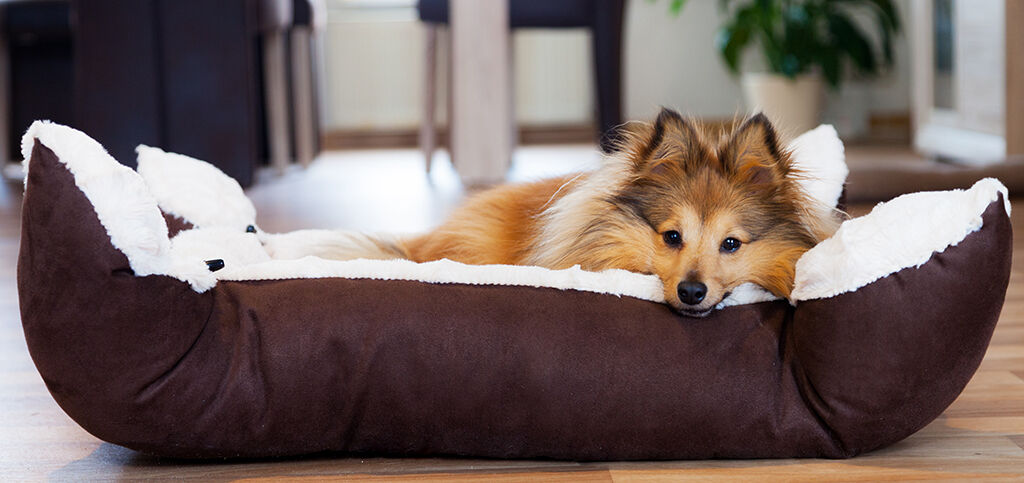 Mi perro no duerme: ¿qué puedo hacer?