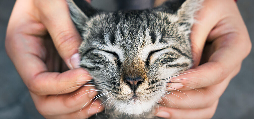 Cómo acariciar a un gato