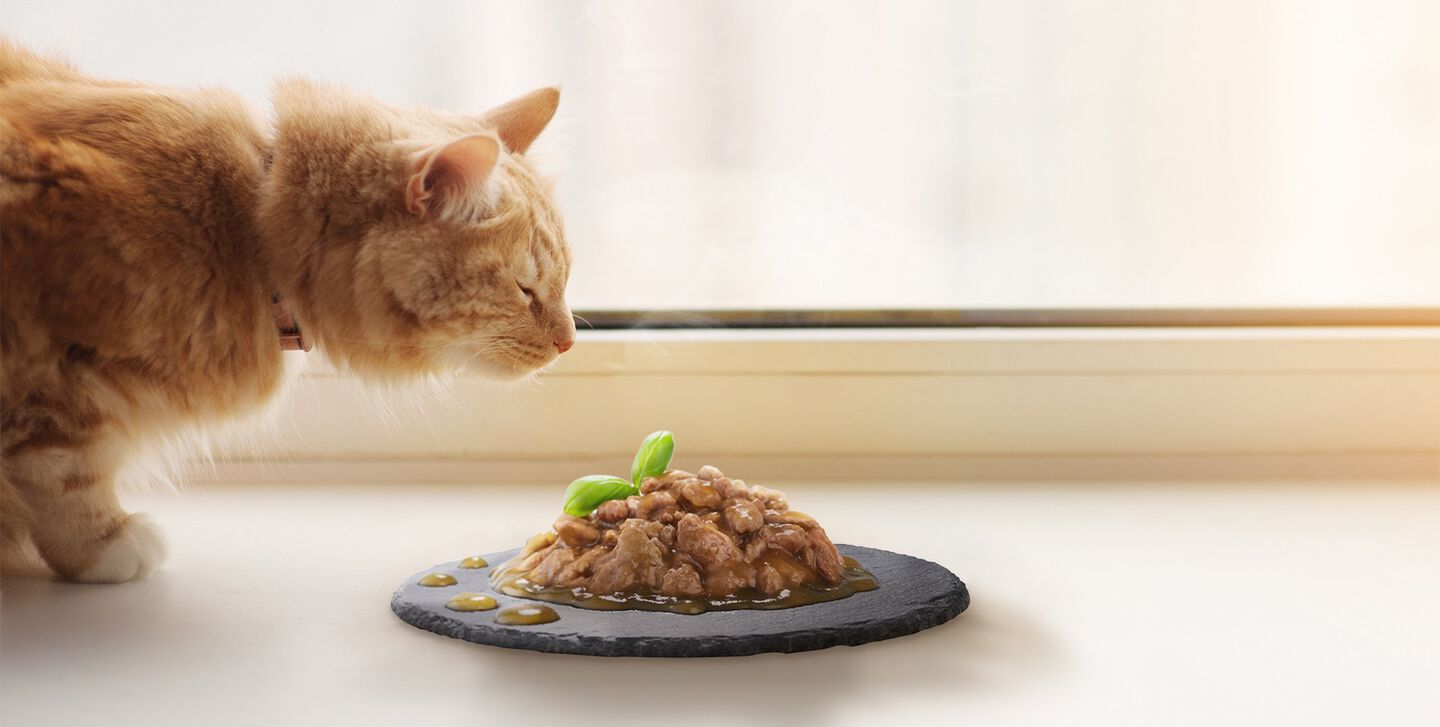 gato plato comida