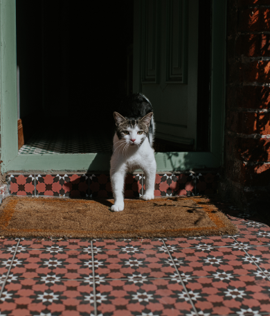 Image Link For On va el meu gat quan surt de casa?