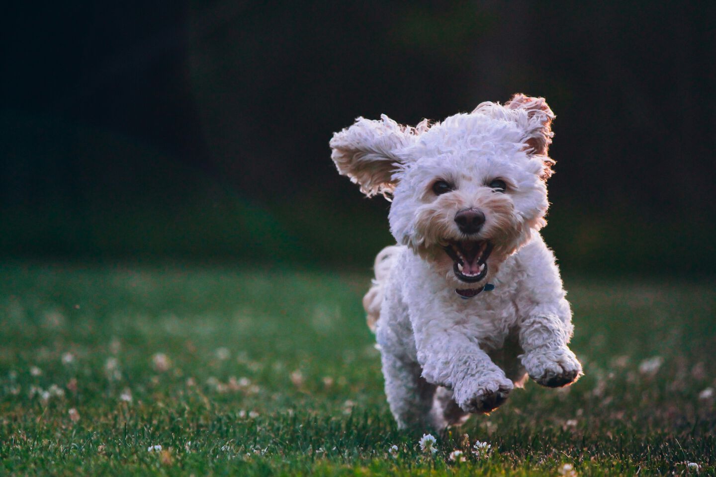 Perrito corriendo en un prado