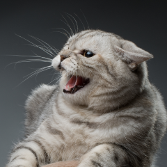 Image Link For ¿Sabes interpretar el lenguaje de las orejas de tu gato?