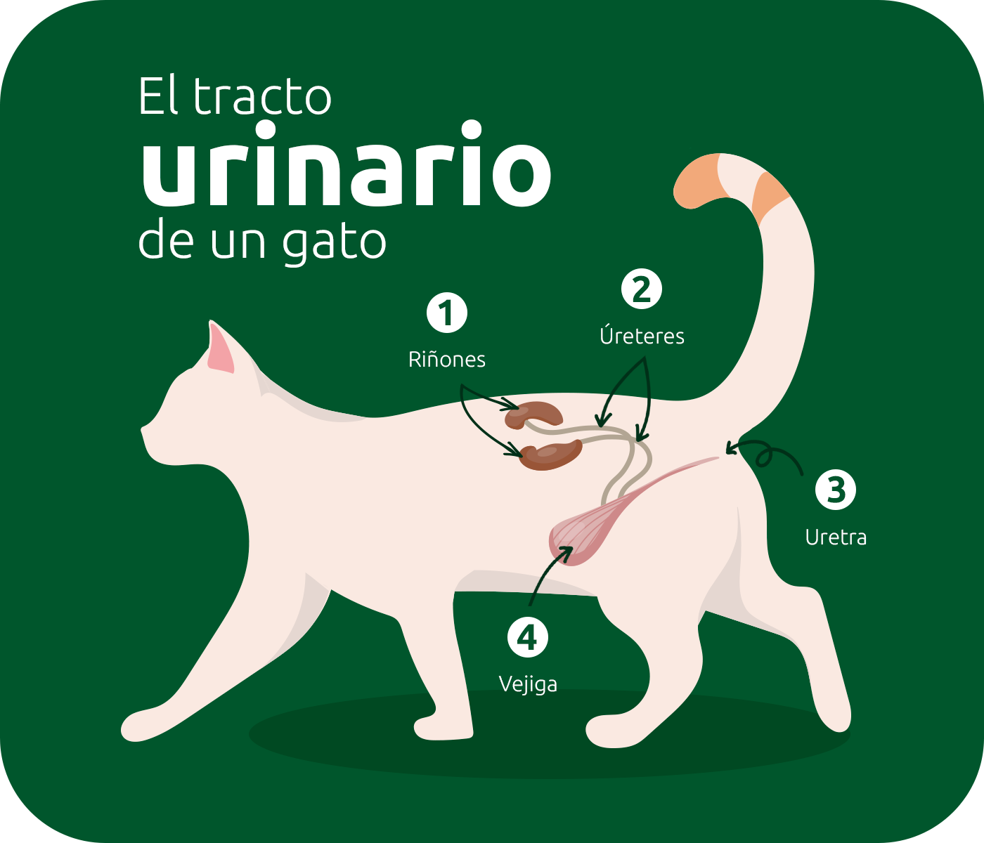 el tracto urinario de un gato