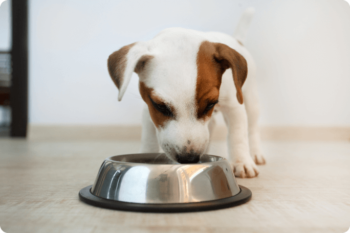 Perro comiendo