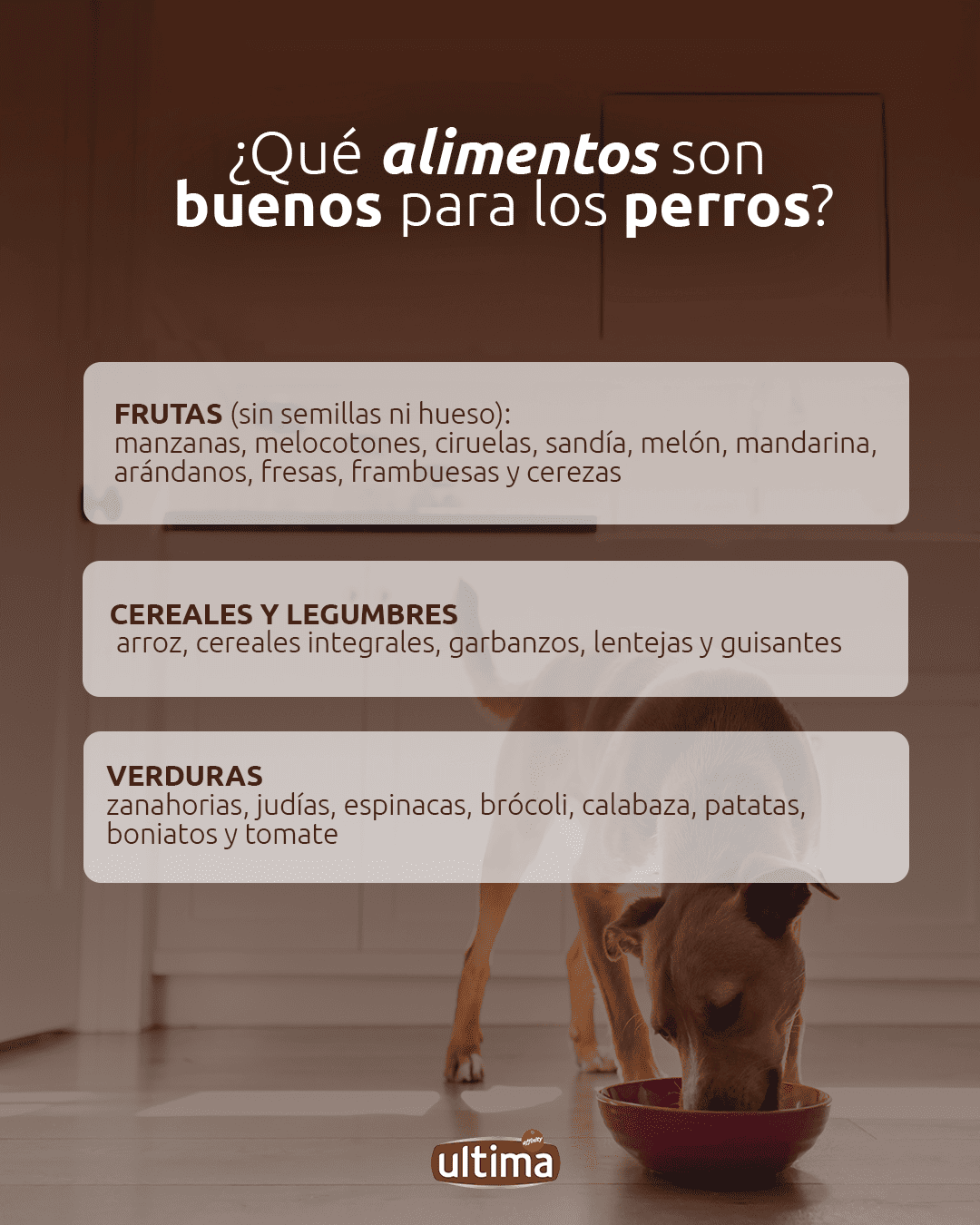 “¿Qué alimentos son buenos para los perros? Frutas (sin semillas ni hueso): manzanas, melocotones, ciruelas, sandía, melón, mandarina, arándanos, fresas, frambuesas y cerezas. Cereales y legumbres como arroz, cereales integrales, garbanzos, lentejas y guisantes. Verduras para perros: zanahorias, judías, espinacas, brócoli, calabaza, patatas, boniatos y tomate