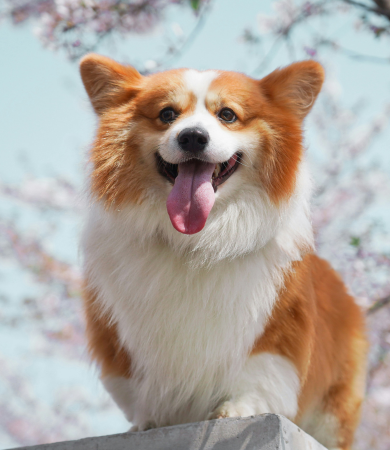 Image Link For Nombres cortos para perros: 50 ideas adorables