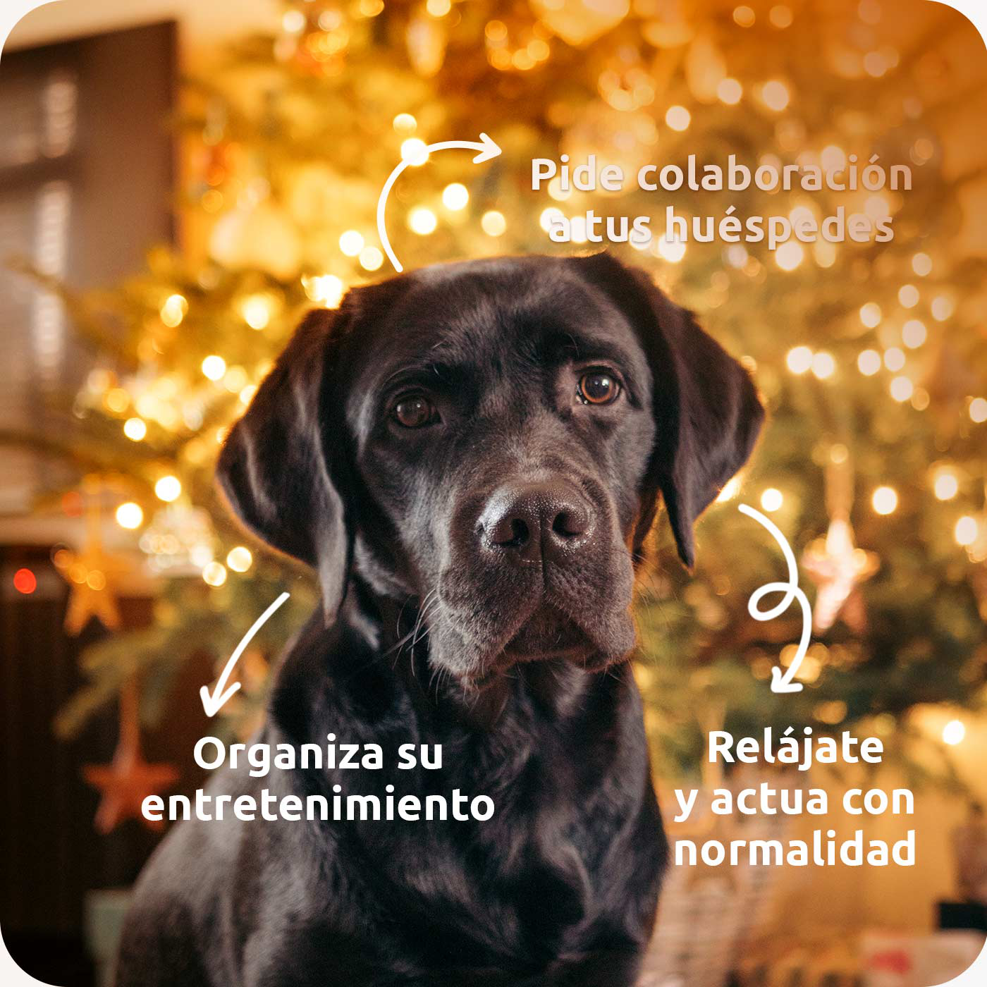 perro negro navidad