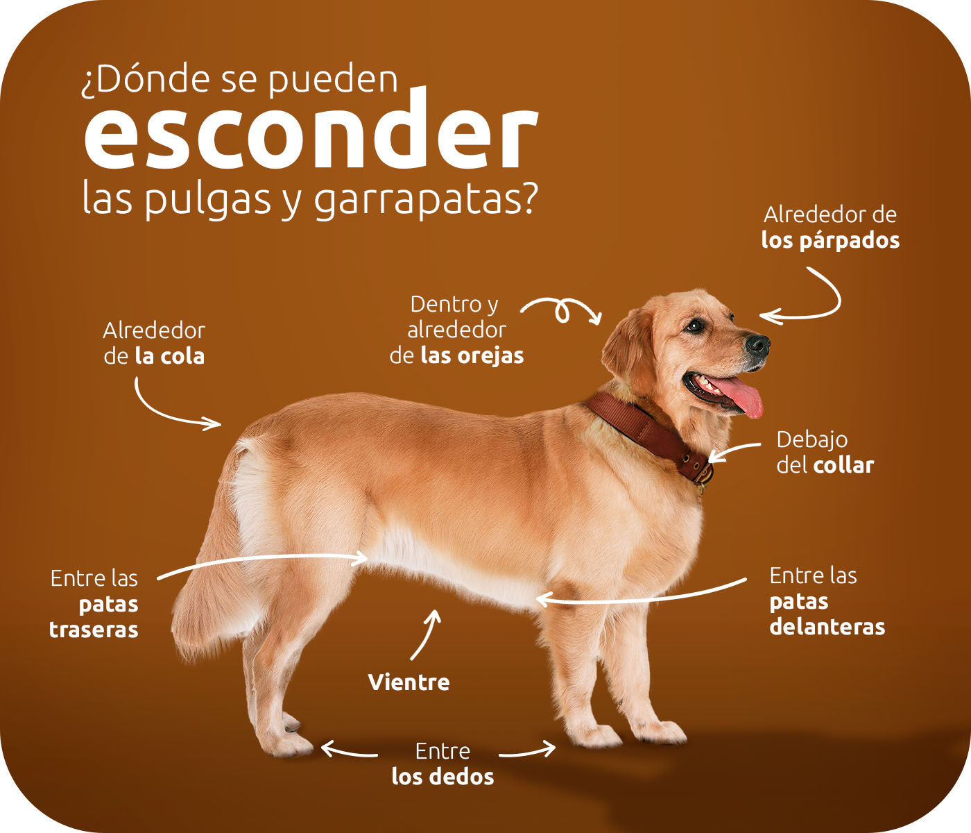 ¿Dónde se pueden esconder las pulgas y garrapatas?