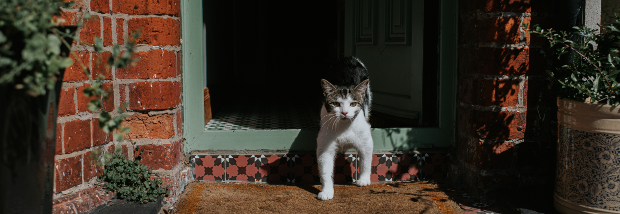 On va el meu gat quan surt de casa?
