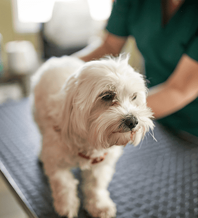 Image Link For Leishmaniosis en perros: lo que necesitas saber para prevenir la enfermedad