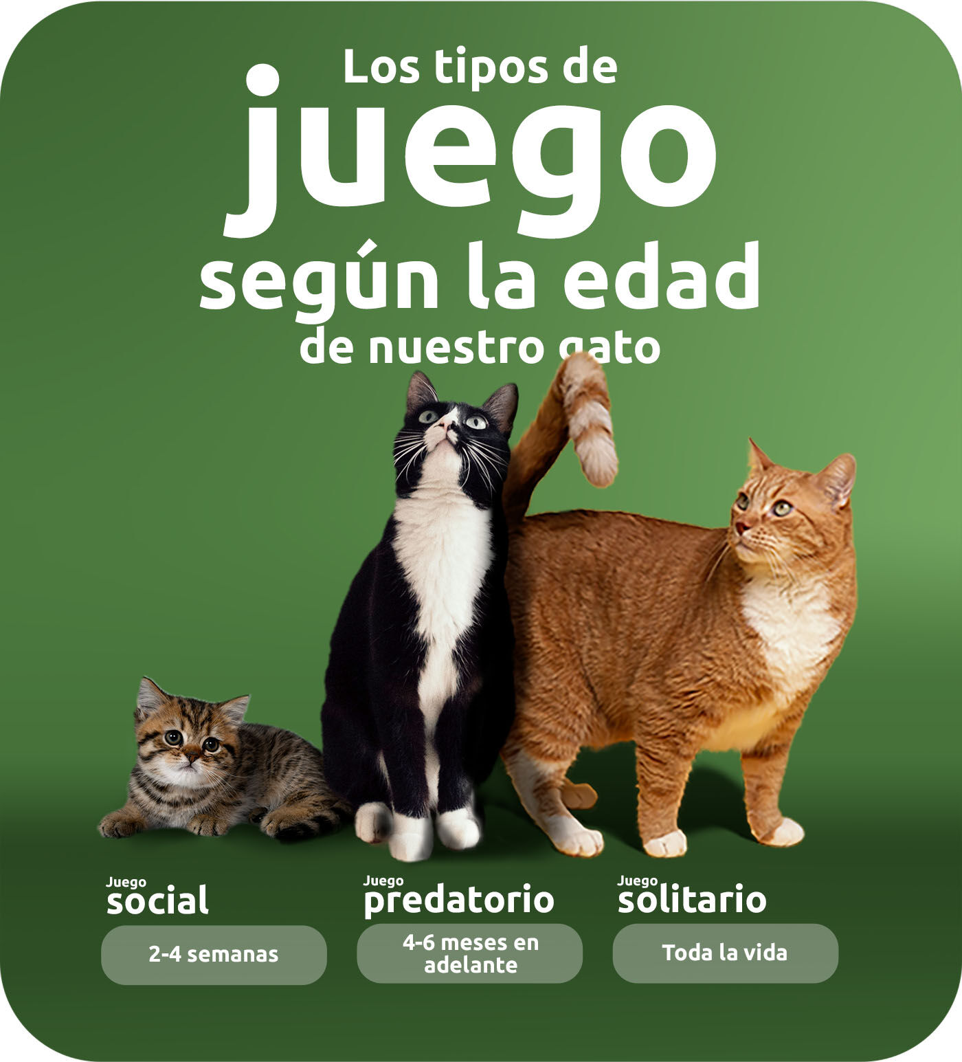 Los tipos de juego según la edad de nuestro gato