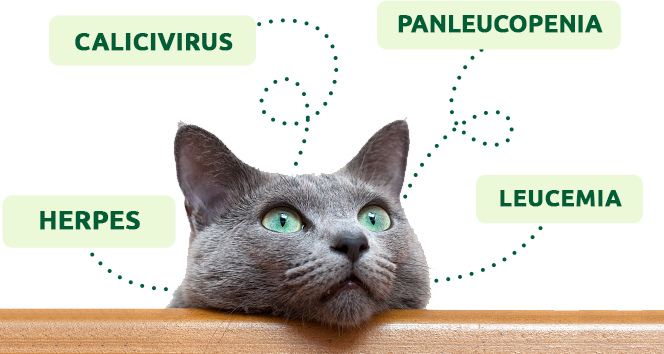 ¿Qué vacunas se le deben poner a un gato adulto?