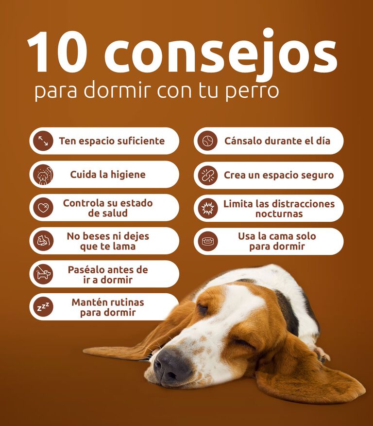 Consejos para dormir con tu perro
