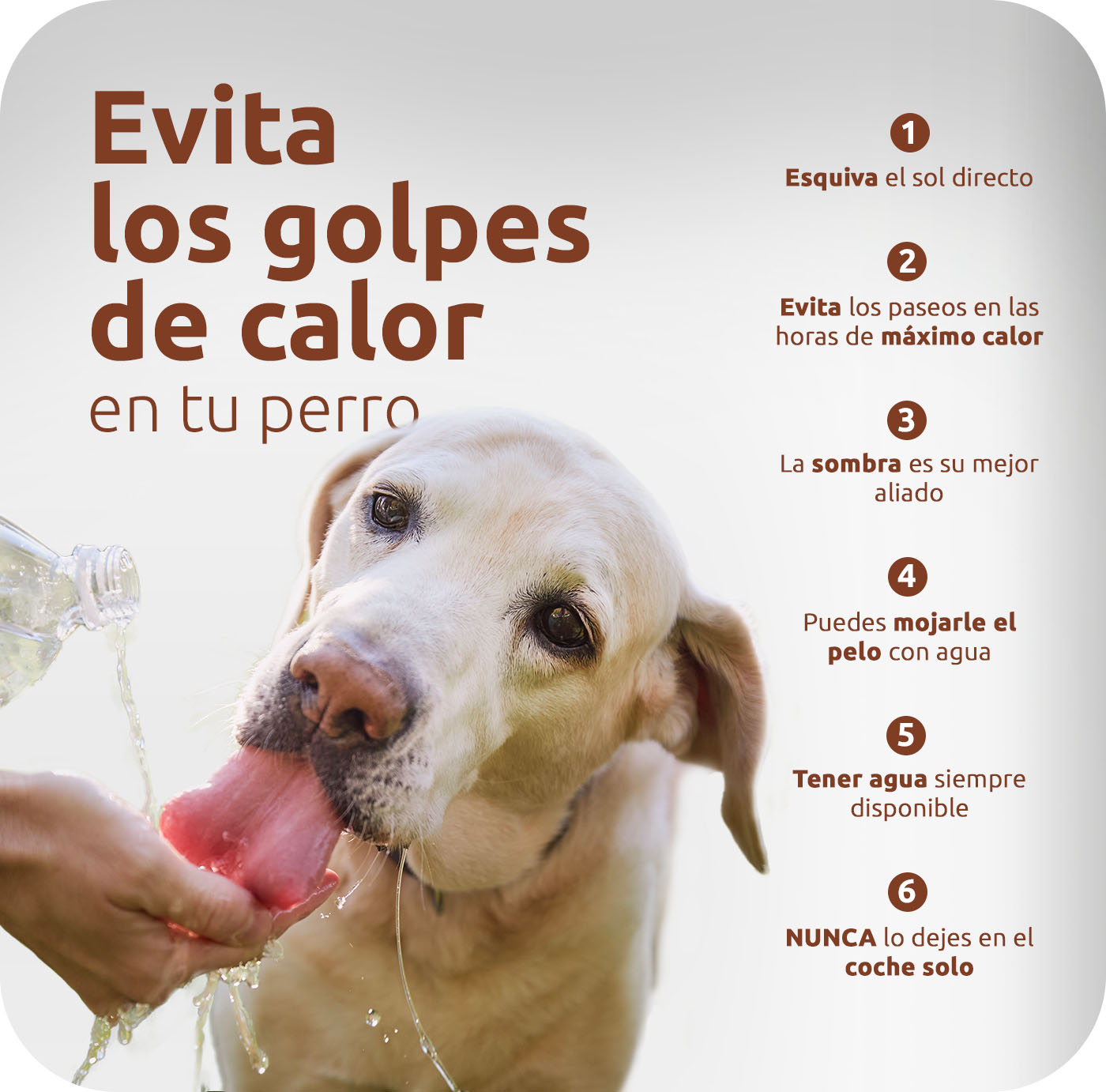 Evita los golpes de calor