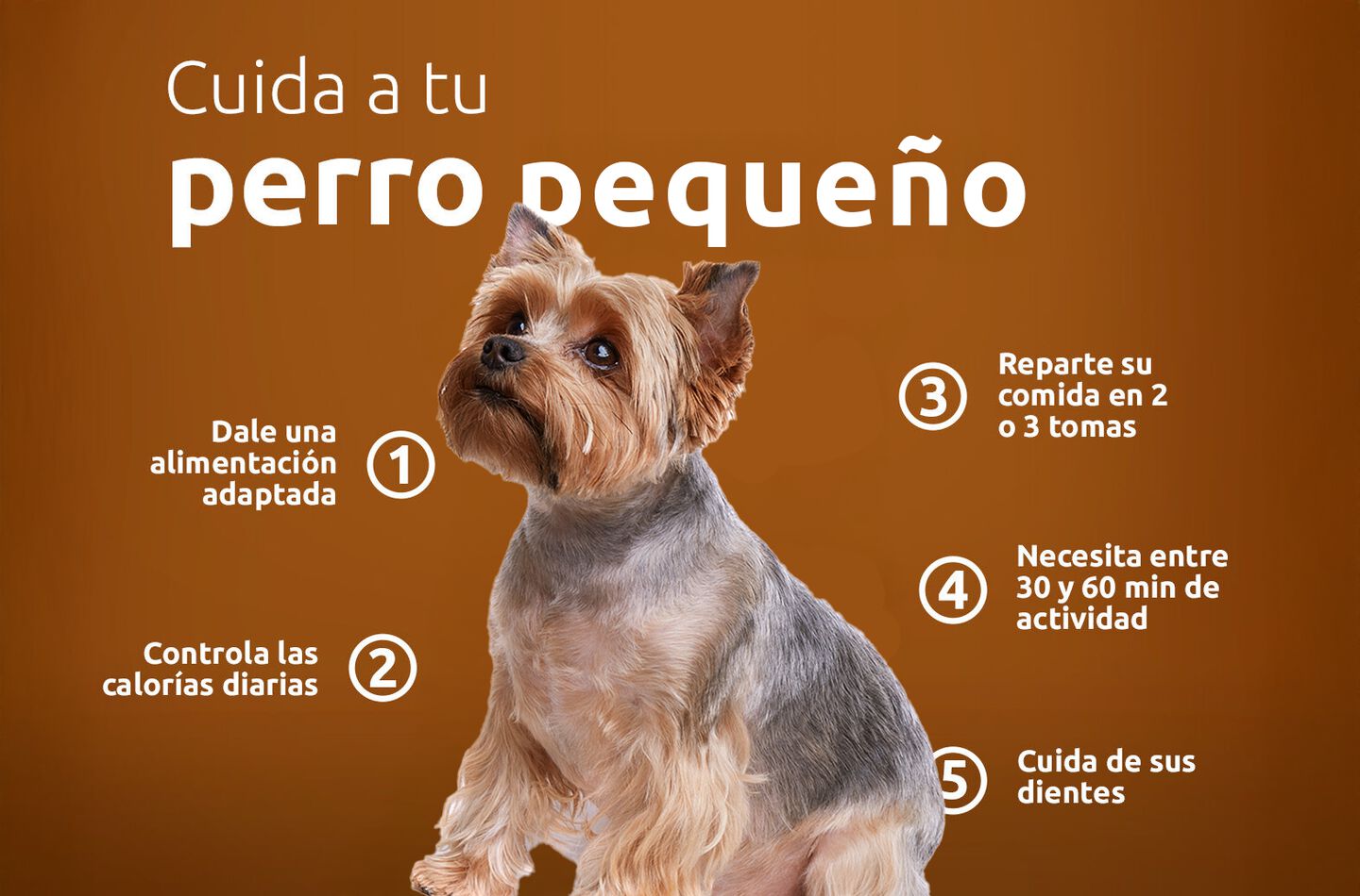 Consejos para cuidar de tu perro peque&ntilde;o