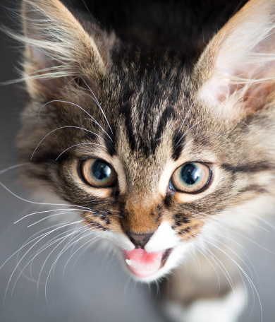 Image Link For Mi gato ma&uacute;lla por la noche: por qu&eacute; y qu&eacute; hacer