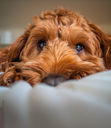 Image Link For Mi perro llora por la noche: por qu&eacute;