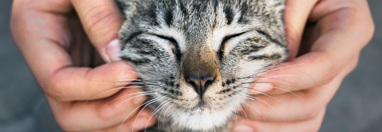 Image Link For C&oacute;mo acariciar a tu gato: consejos pr&aacute;cticos