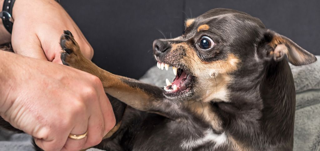 Mi perro me gruñe: ¿qué puedo hacer?