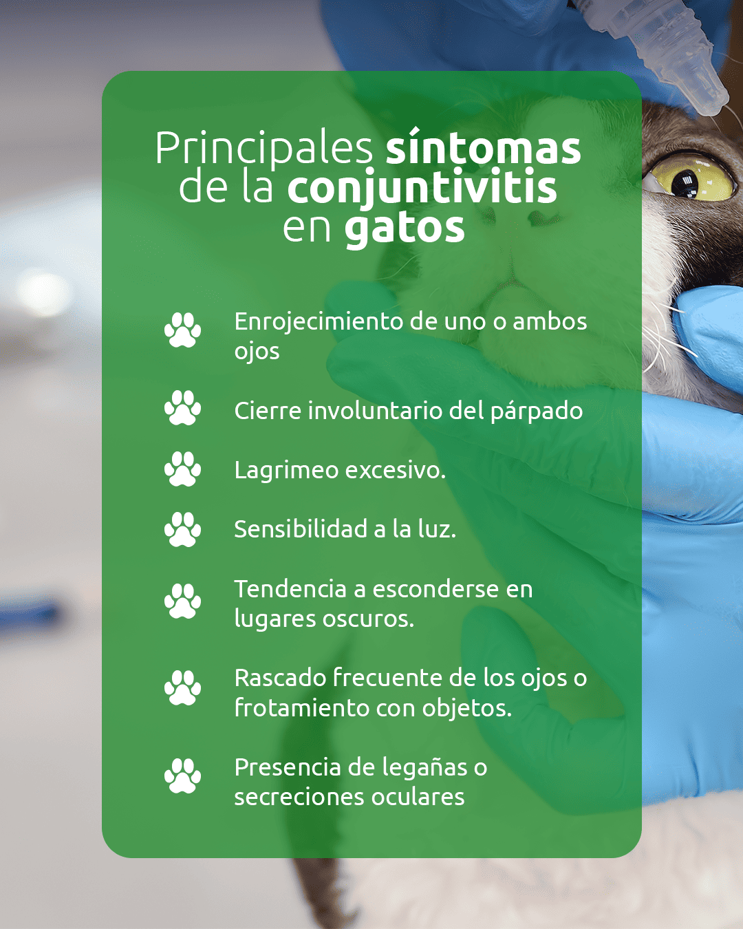 Infografía con fotografía de gato mirando hacia arriba y texto: “Principales síntomas de la conjuntivitis en gatos. Enrojecimiento de uno o ambos ojos. Cierre involuntario del párpado. Lagrimeo excesivo. Sensibilidad a la luz. Tendencia a esconderse en lugares oscuros. Rascado frecuente de los ojos o frotamiento con objetos. Presencia de legañas o secreciones oculares”.
