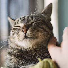 Image Link For Preguntas frecuentes sobre la esterilización de tu gato o gata