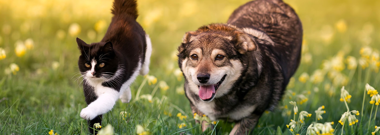 proteína de calidad en nutrición de gatos y perros