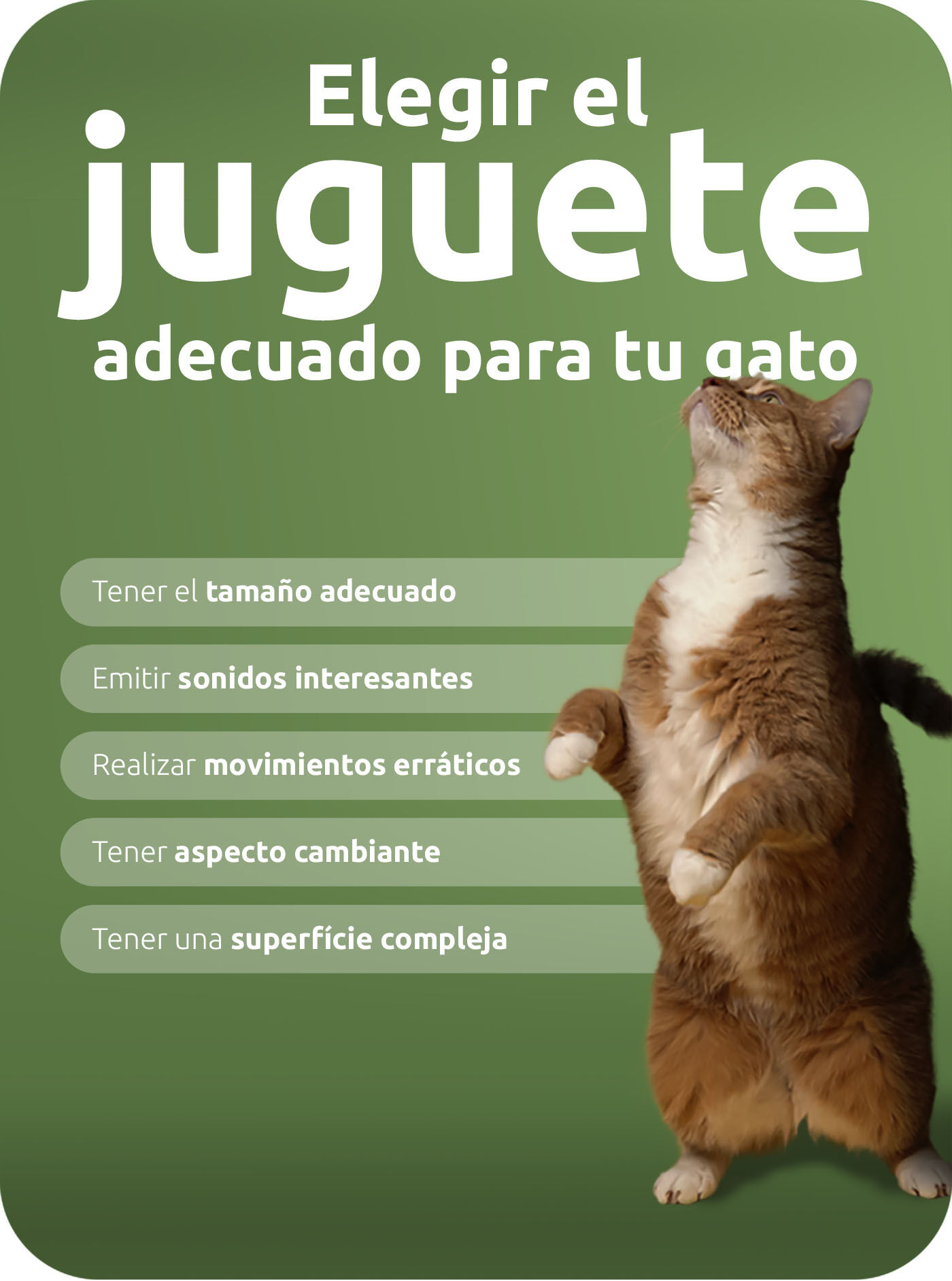 Elegir el juguete adecuado para tu gato