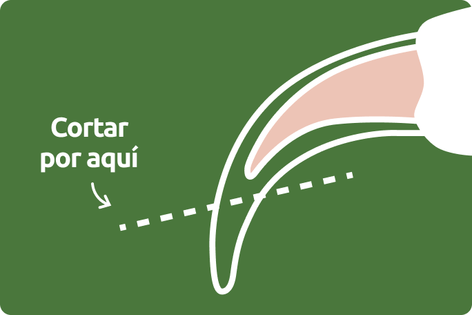 Cortar las uñas al gato
