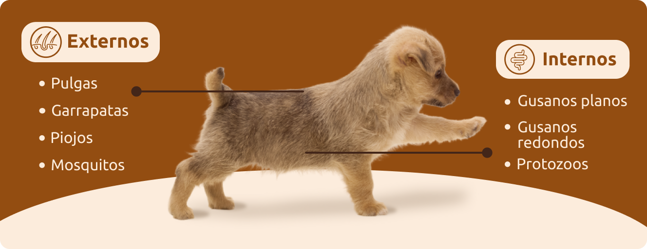 Los cachorros están expuestos a diferentes parásitos: