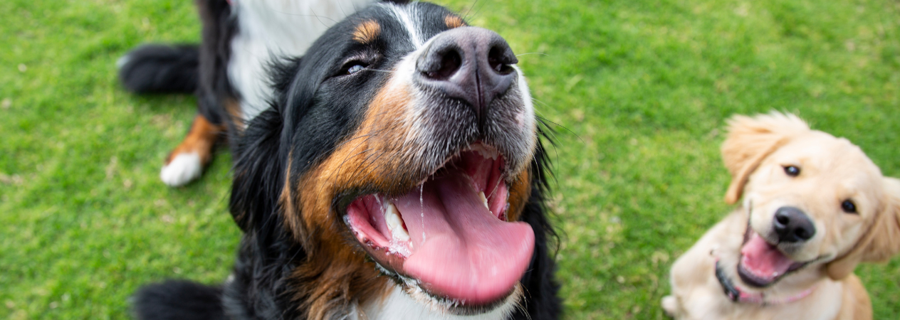 Parque para perros: c&oacute;mo escoger el mejor para ellos