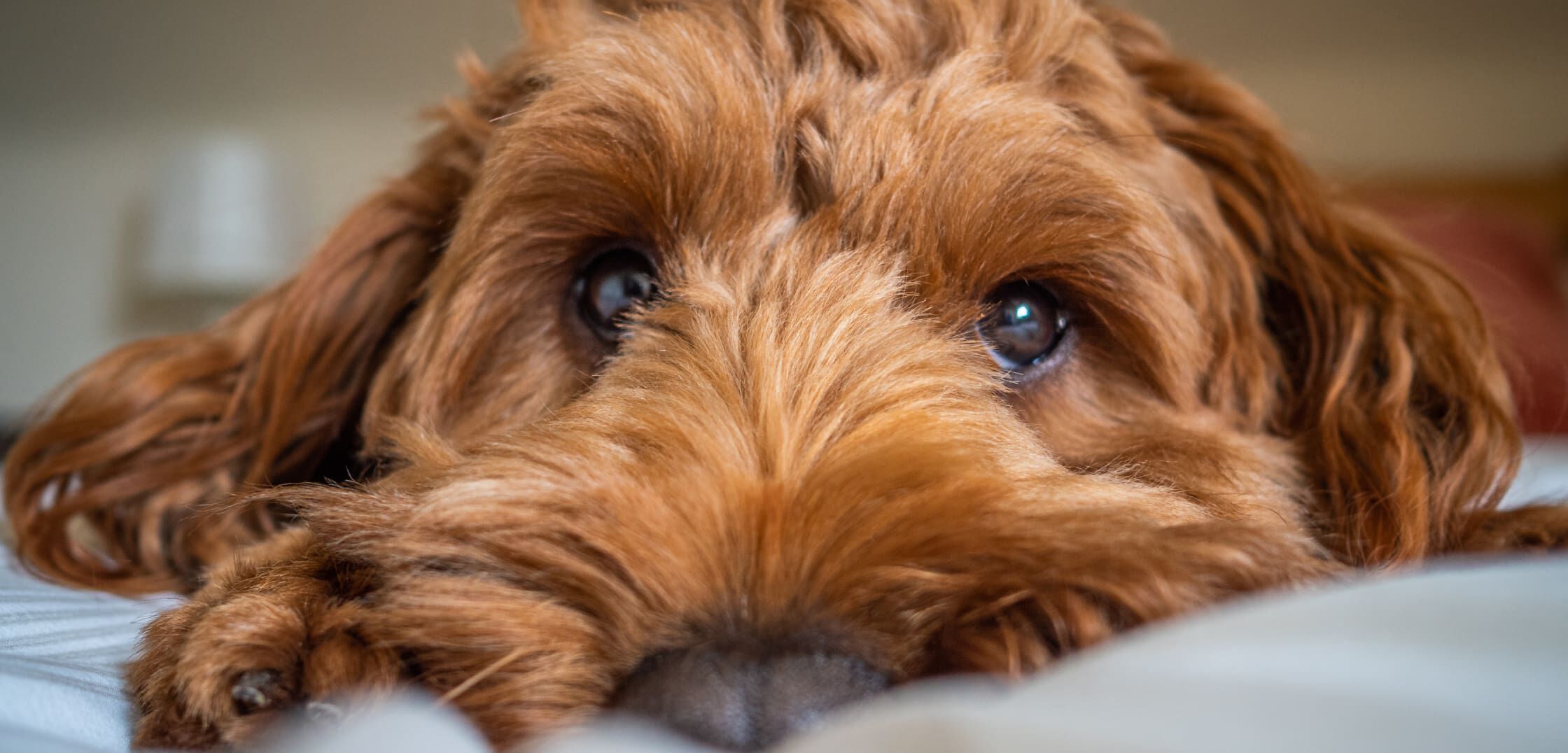 Image Link For El meu gos plora a la nit. Per qu&egrave;?