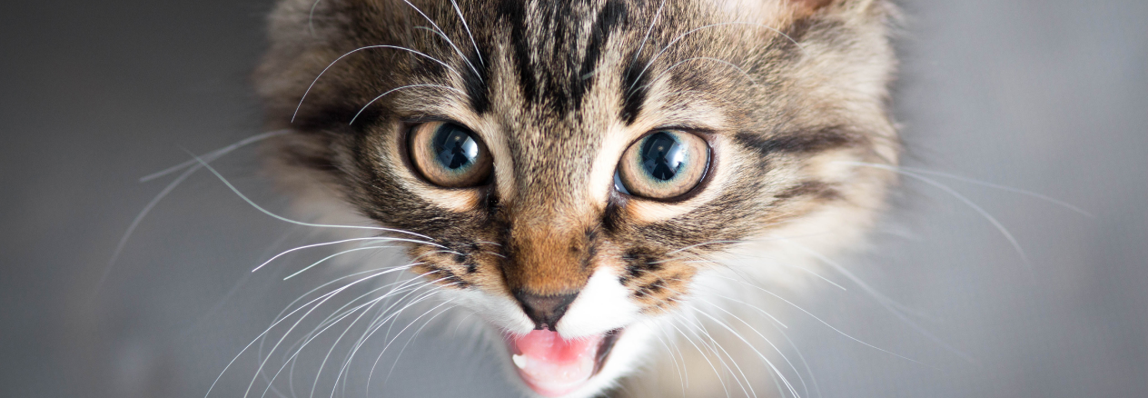 Image Link For Mi gato ma&uacute;lla por la noche: por qu&eacute; y qu&eacute; hacer