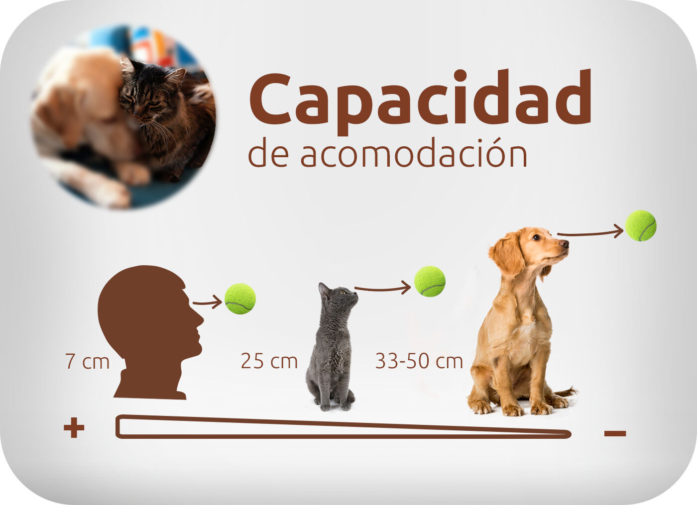 Capacidad de acomodación