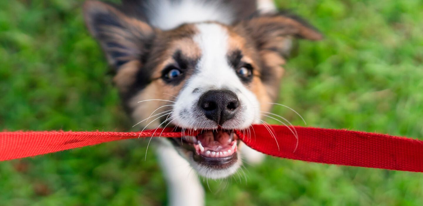 Cómo estimular la mente de mi perro