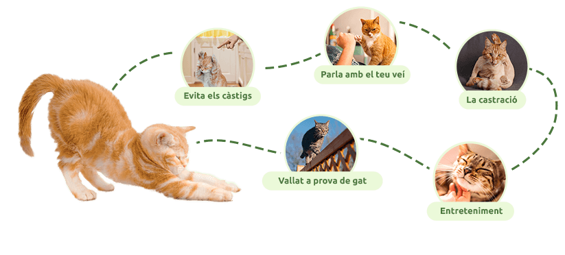 Trucs per intentar que el teu gatet no s'allunyi massa
