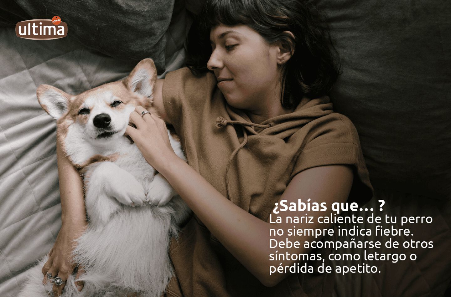 Fotograf&iacute;a de un perro blanco con texto: &ldquo;La nariz caliente de tu perro no siempre indica fiebre. Debe acompa&ntilde;arse de otros s&iacute;ntomas, como letargo o p&eacute;rdida de apetito&rdquo;. Vi&ntilde;eta que indica que el perro dice: &ldquo;&iexcl;Mejor usa un term&oacute;metro para asegurarte de que estoy bien!&rdquo;.