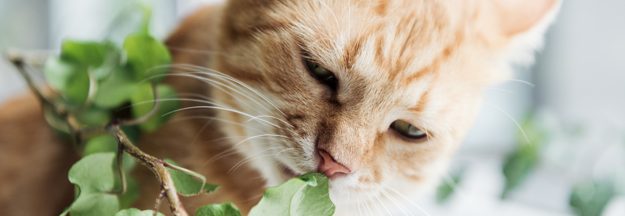 Image Link For Plantas para gatos: cu&aacute;les son seguras y cu&aacute;les no