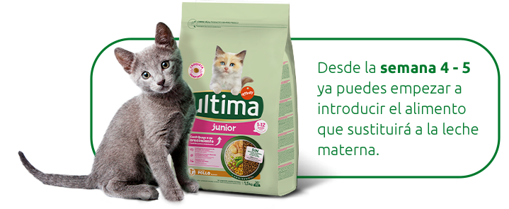 &iquest;Cu&aacute;ndo se le puede empezar a dar comida a los gatitos?