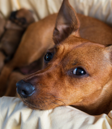 Image Link For &iquest;Cu&aacute;nto dura el embarazo de un perro? Etapas y cuidados