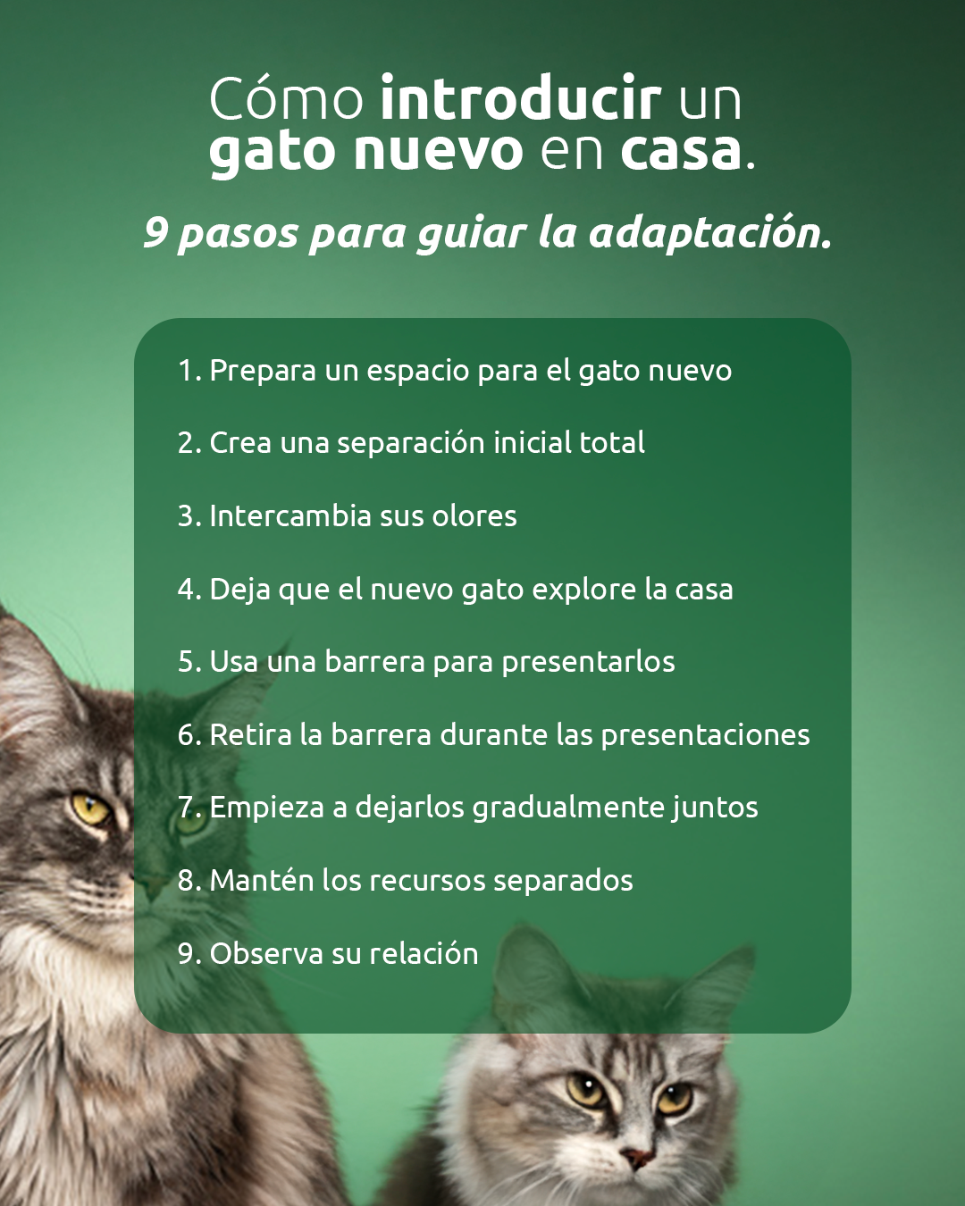 Cómo introducir un gato nuevo en casa