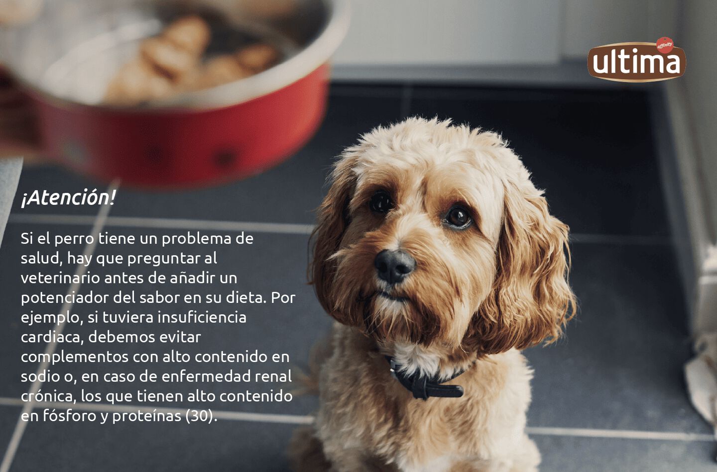 Foto de perro senior frente a su plato de comida. Texto: &iexcl;Atenci&oacute;n! Si el perro tiene un problema de salud, hay que preguntar al veterinario antes de a&ntilde;adir un potenciador del sabor en su dieta. Por ejemplo, si tuviera insuficiencia cardiaca, debemos evitar complementos con alto contenido en sodio o, en caso de enfermedad renal cr&oacute;nica, los que tienen alto contenido en f&oacute;sforo y prote&iacute;nas (30).
