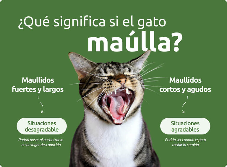 Qué significa si el gato maúlla