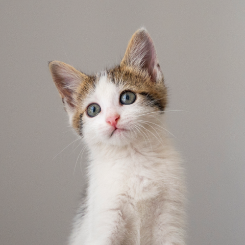 Image Link For ¿Cómo educar a un gato?