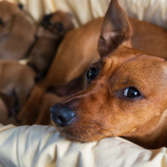 Image Link For ¿Cuánto dura el embarazo de un perro? Etapas y cuidados