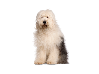 Bobtail (Old English Sheepdog)