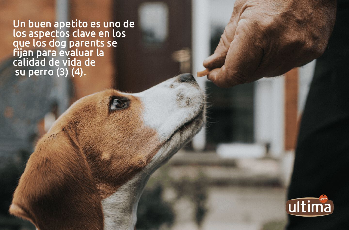 Perro d&aacute;lmata adulto oliendo comida de perro que su dog parent le ofrece con su mano. Texto: Un buen apetito es uno de los aspectos clave en los que los dog parents se fijan para evaluar la calidad de vida de su perro (3) (4)