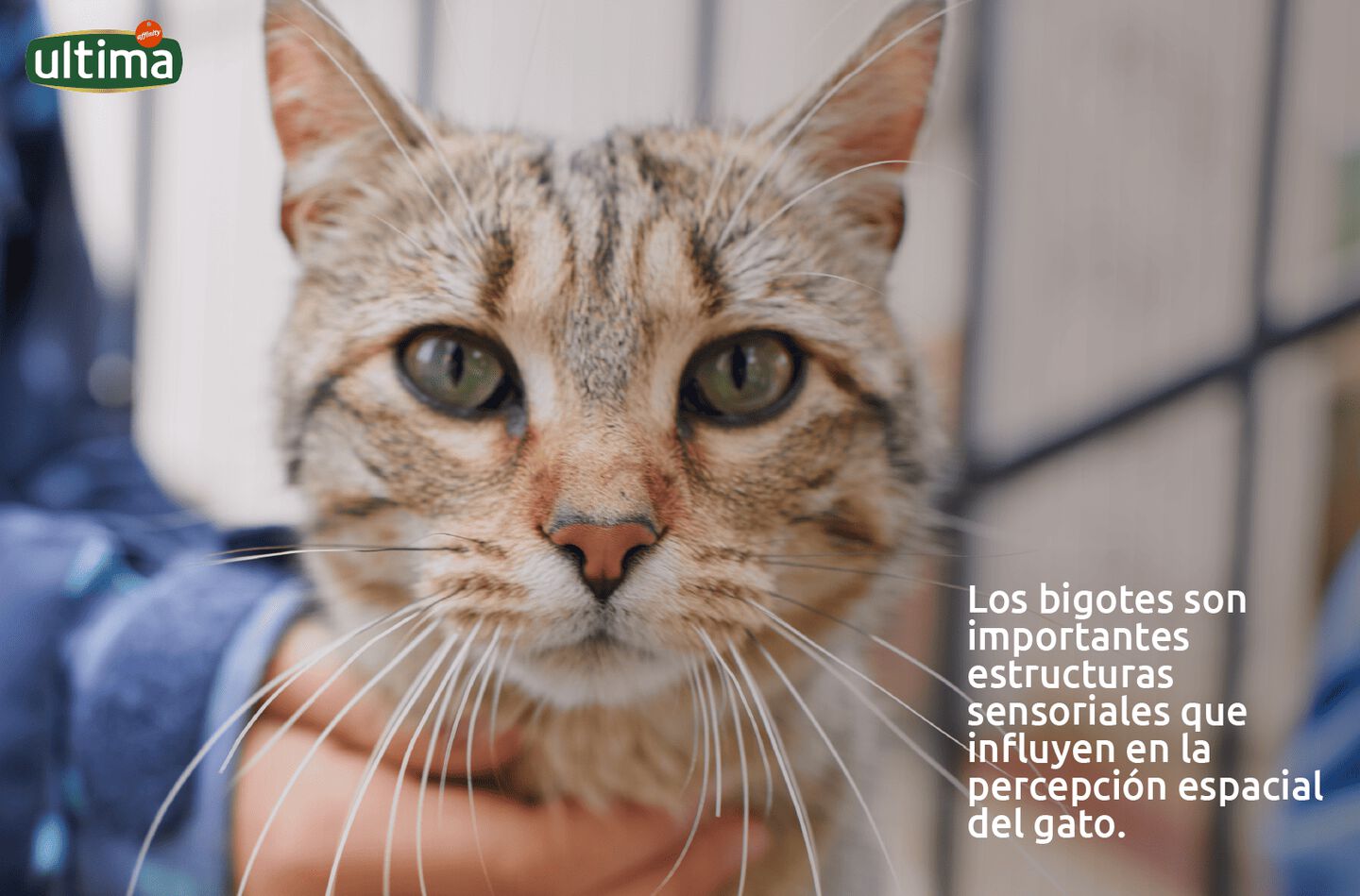 Fotograf&iacute;a de gato gris con largos bigotes blancos y ojos verdes mirando hacia arriba.    Texto: Los bigotes son importantes estructuras sensoriales que influyen en la percepci&oacute;n espacial del gato. 