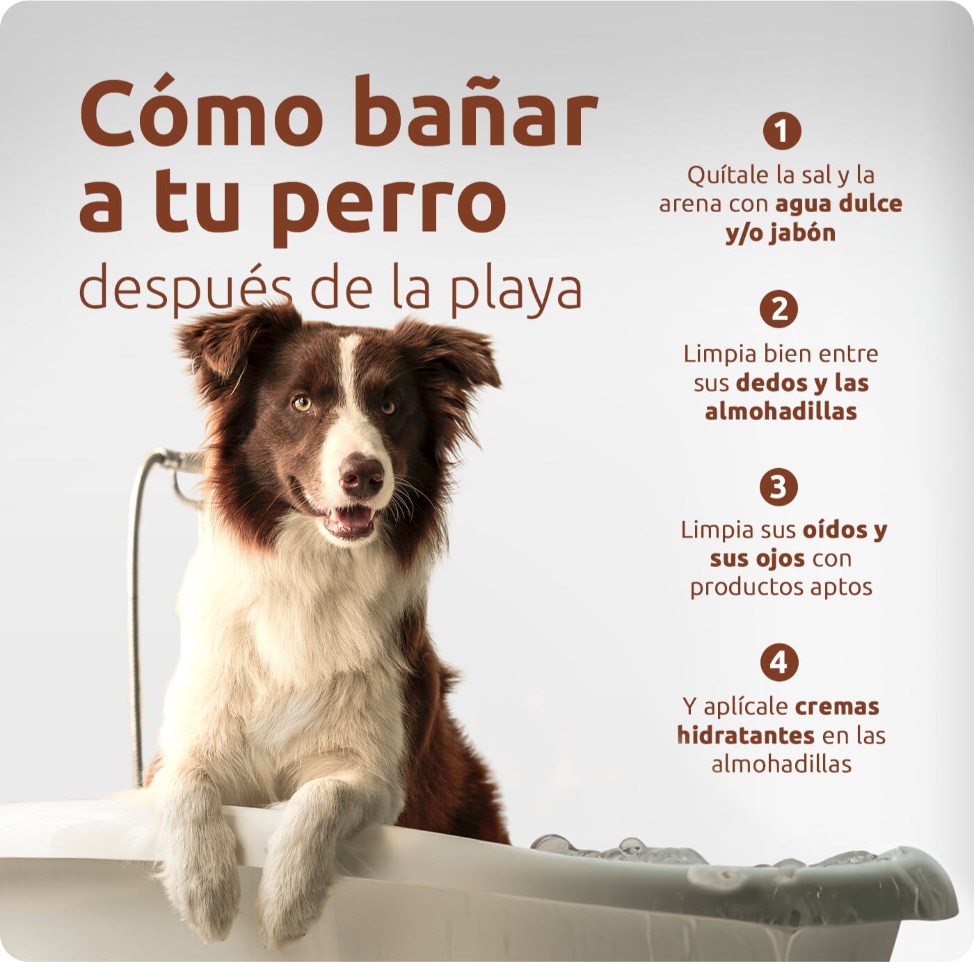 bañar perro