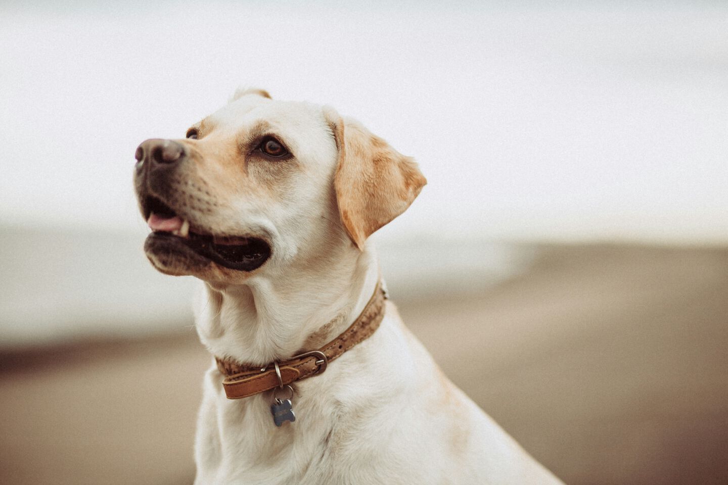 Perrito sentado